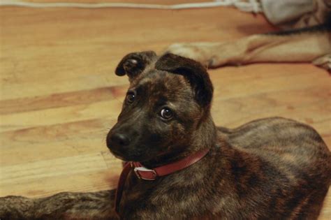 Brindle Shepherd Mix German Shepherds Forum