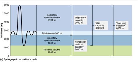 Lung volume Diagram | Quizlet