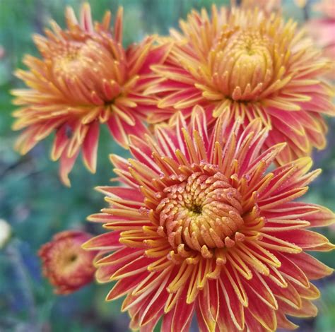 G Rtnerei Staudenspatz Herbst Chrysantheme Gold Laced Chrysanthemum