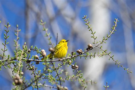 Kostenlose foto Baum Natur Ast blühen Vogel Pflanze Blatt