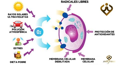 Radicales Libres Fashion Wear