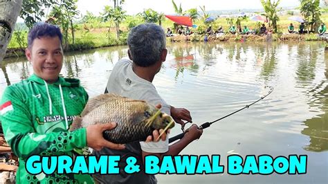 Mancing Borongan Ikan Gurame Bawal Babon Harga Juta Di