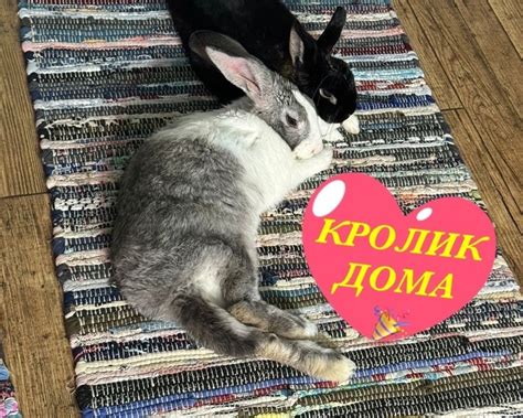 Счастливая история кролика! - Зов Предков
