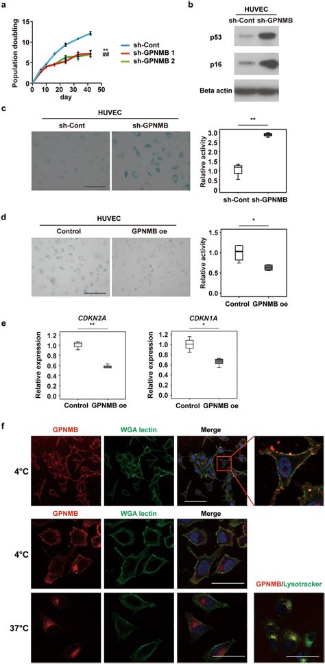 GPNMB Positively Regulates Cellular Lifespan A Replicative Lifespan