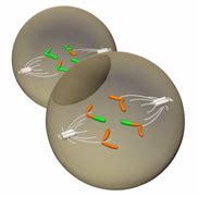 Meiosis - anaphase II | Learn Science at Scitable