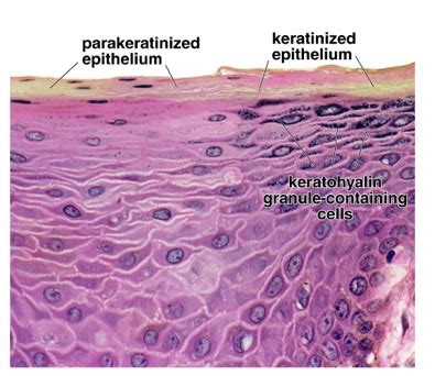 GI Histo Oral Cavity Flashcards Quizlet