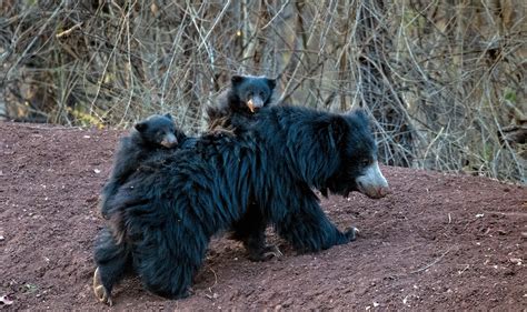 Jungle of Central India - Wildlife Photography India