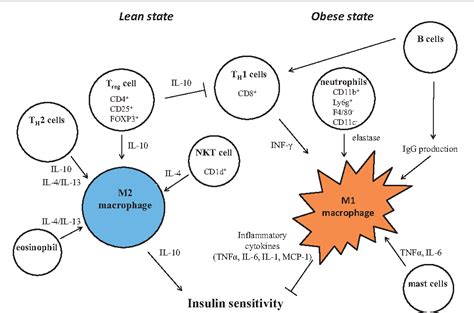 Recent Advances In Obesity Induced Inflammation And Insulin Resistance