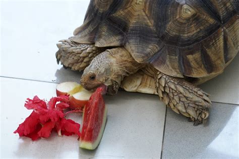 Sulcata Tortoise Food Chart: The Key to Healthy Tortoise Nutrition