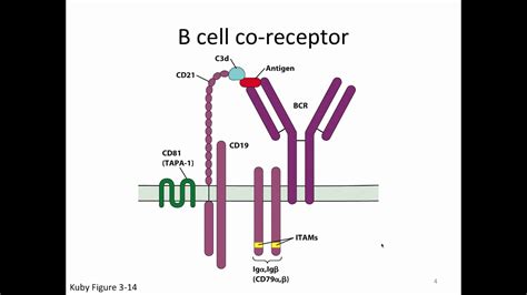 Immunology Lecture 24 Peripheral B Cell Responses Youtube