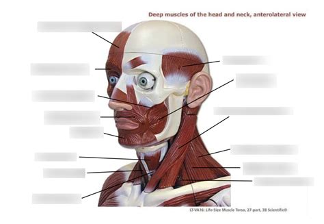 BIO 2201 Deep Muscles Of The Head And Neck Anterolateral View