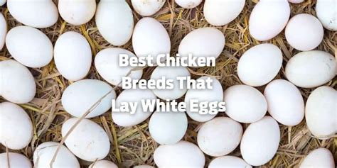 Top Best Chicken Breeds That Lay White Eggs With Pictures