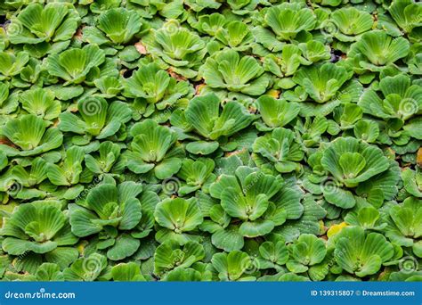 Pistia Stratiotes Water Lettuce Stock Image Image Of Tropical