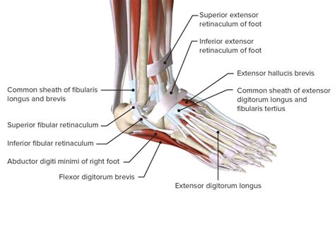 Sprunggelenk Anatomie Knochen B Nder Lecturio