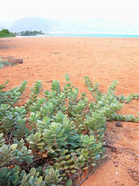 Beach Vitex Invasive Exotic Plants Of North Carolina Inaturalist