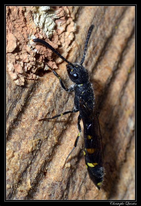 Monosapyga Clavicornis Nikon D Tamron Mm Macro F Flickr