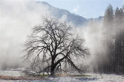 Yosemite Elm Tree Photo | Richard Wong Photography