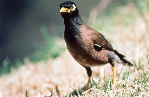 Myna Bird Range