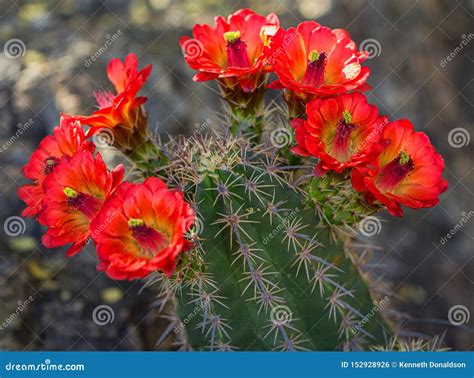 Multiple Orange Arizona Cactus Flowers of the Desert Stock Photo - Image of multiple, flowers ...