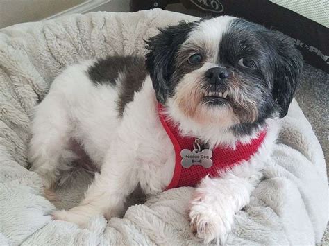 Gallery Lend A Helping Paw Shih Tzu Rescue