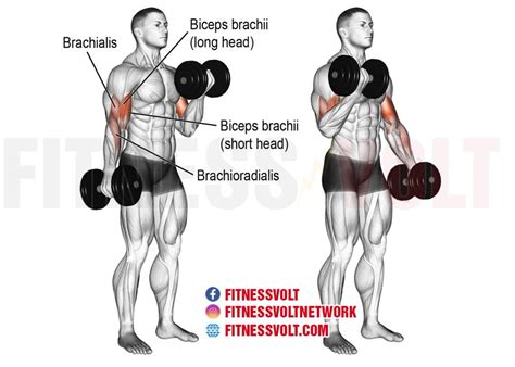 Barbell Curl Vs Dumbbell Curl Why You Need Both For Maximum Gains