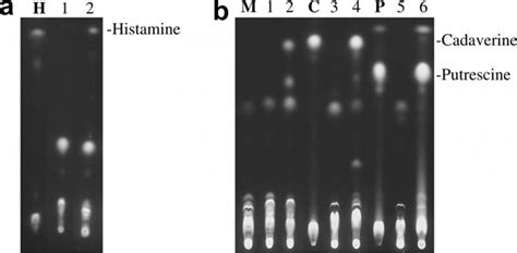 Thin Layer Chromatography Tlc Of Biogenic Amines Formed By Producer Download Scientific