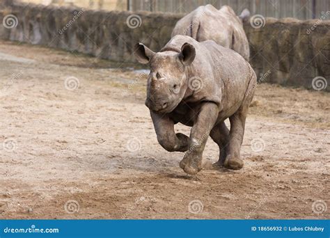 Black Rhinoceros baby stock photo. Image of young, wildlife - 18656932