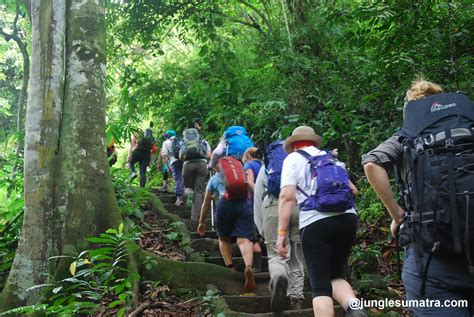 Jungle Sumatra Bukit Lawang Expedition Jungle Holiday Travel