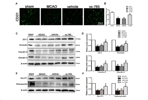 Expression Of Tight Junction Tj Proteins After Caspase Inhibition