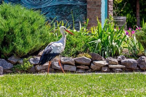 Stork Walking Around The Grass Of The Park In Sunny Weather Stock