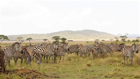 Zebra Serengeti Tanzania Safaris Free Photo On Pixabay Pixabay