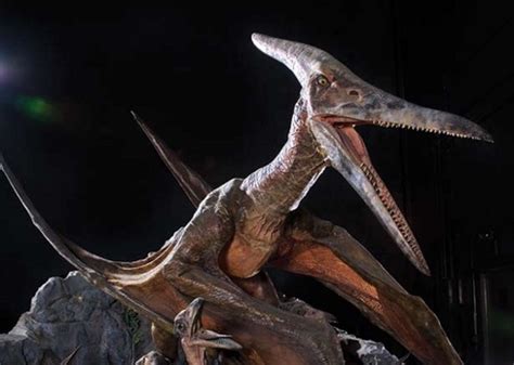 Pteranodon (sp.)