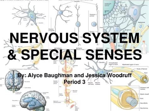 PPT NERVOUS SYSTEM SPECIAL SENSES PowerPoint Presentation Free