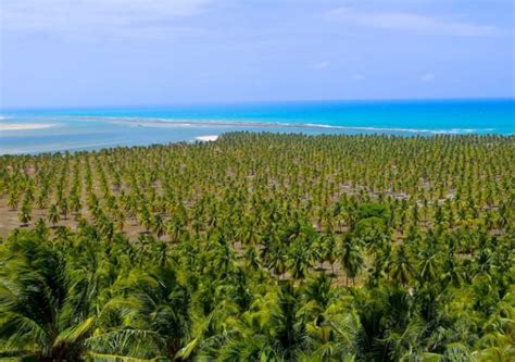 Pontos Tur Sticos De Alagoas O Que Fazer Melhores Passeios