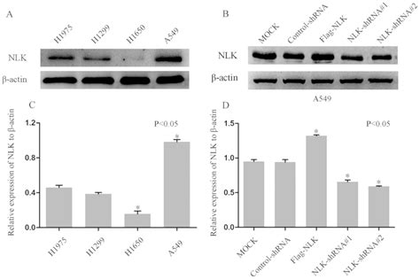 Knockdown Of Nemolike Kinase Promotes Metastasis In Nonsmallcell