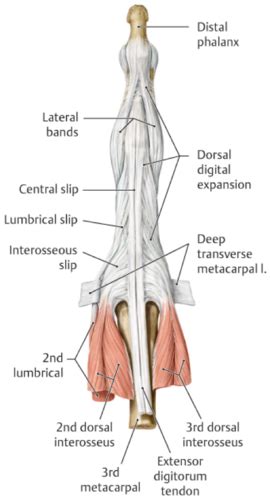 Muscles Of The Hand Flashcards Quizlet