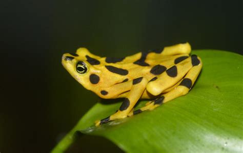 Rare And Exotic Amphibians Thriving In Remote Jungles Rarest Org