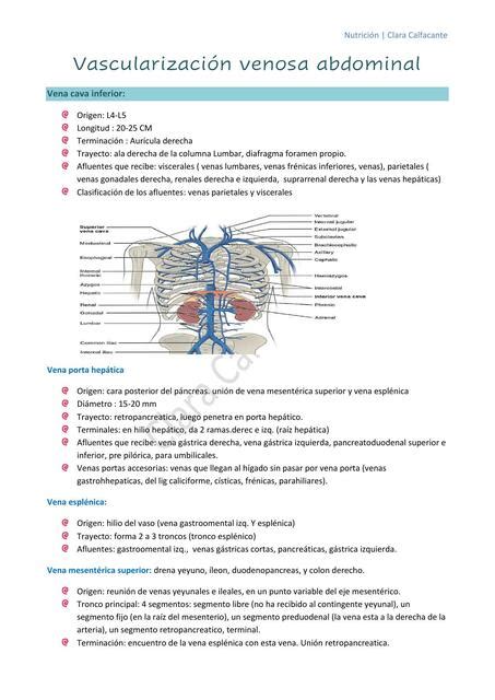 Anatom A Vascularizaci N Venosa Abdominal Clara Calfacante Udocz