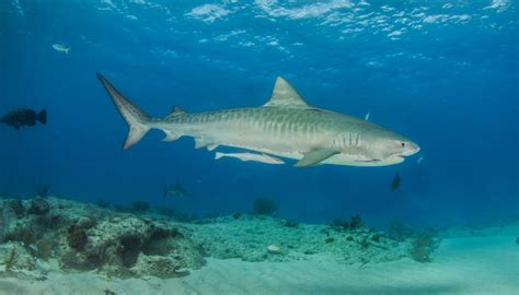 Gianluca Di Gioia Ucciso A Marsa Alam Da Uno Squalo Tigre La Versione