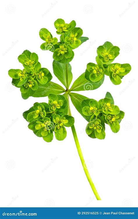 Flowers Of A Wild Toxic Plant Euphorbia Cyparissias Or Cypress Spurge