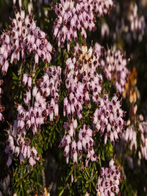 Heather Mediterranean Pink Providence Nursery