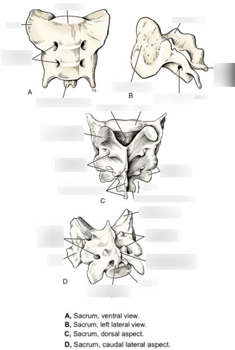 Sacrum Diagram | Quizlet