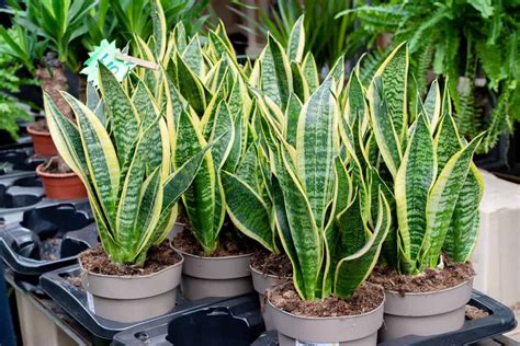 What's The Best Pot For A Snake Plant?