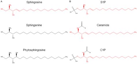 Structure Of Sphingoid Bases And Simple Sphingolipids A The Sphingoid