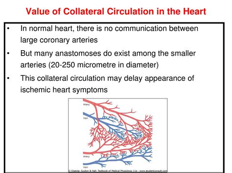 Ppt Coronary Circulation Powerpoint Presentation Free Download Id