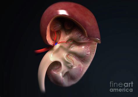 Kidney Anatomy 6 By Medical Graphics Michael Hoffmann Science Photo