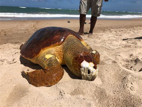 Tartaruga Achada Morta Em Praia Do Sul Da Bahia Ong Registra