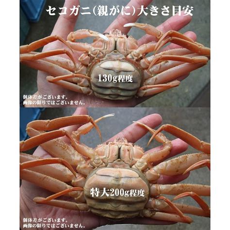 セコガニ 親がに 勢子がに 訳あり 生 大 5枚セット 180g前後が5枚入 送料無料 かに カニ 蟹 高評価のクリスマスプレゼント