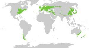 Deciduous Forest (Biome): Location, Climate, Animals and Plants