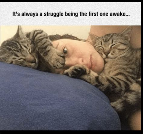 Adorable Caturday Memes That Are Sure To Get You Purring Artofit